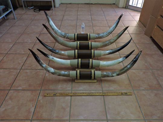 Cow Horns Steer Horns Bull Horns Texas Longhorn Skull